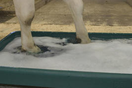 DeLaval PVC Footbath Product image