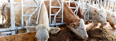 DeLaval fangfront HLS10