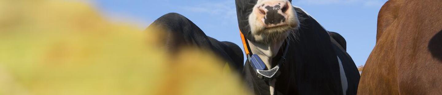 Rengaseristin standard