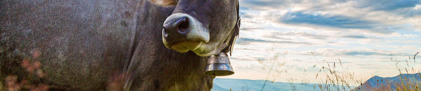 Veräjäeristin liitoskaarella