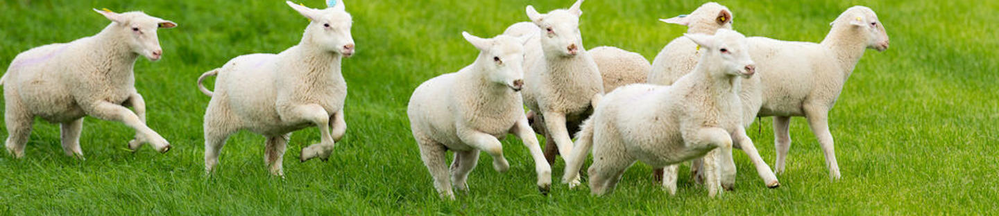 Korkea premium lammasverkko