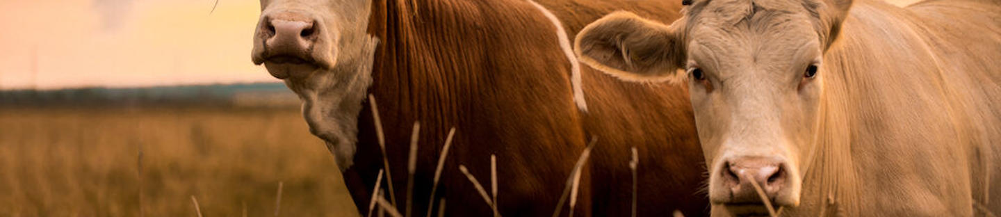 Avaimenperäaitatesteri