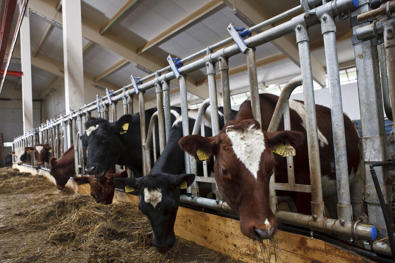 DeLaval itselukittuva ruokinta-aita HL10-HD