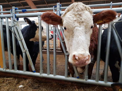 DeLaval fangfront HL50