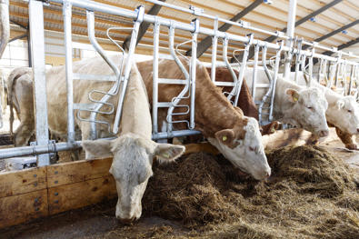 HLS10 Lukittuva ruokinta-aita turvatoiminnolla