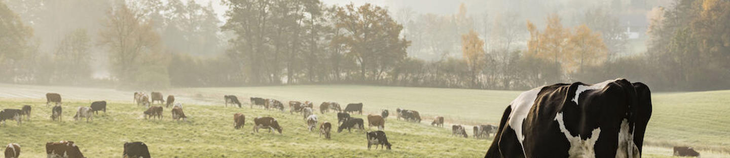 Punottu aitalanka BWP4