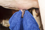 Microfiber udder towel