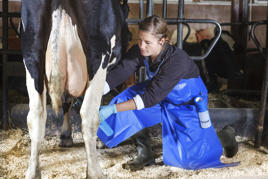 DeLaval milking apron split leg Product image