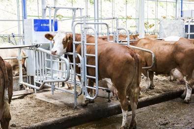 DeLaval Optifeeder OFS és OFP etetőállások