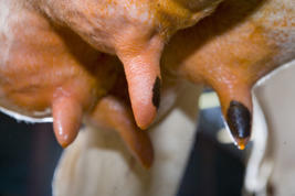 Prima™ Product image