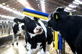DeLaval stationary brush B2 Product image