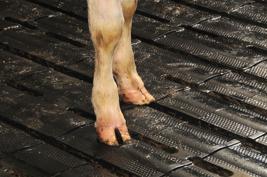 DeLaval roosterrubber SFC Produkt afbeelding