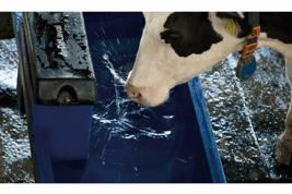 DeLaval water trough T400 Product image