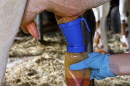 Vanquish™ Pre-post and Barrier Product image