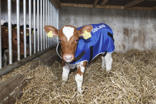 Calf coat