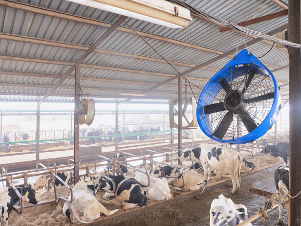 DeLaval ventiliatorius