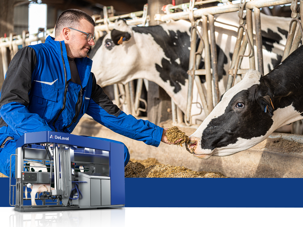 Melkveehouder die koe voert, VMS melkrobot op voorgrond