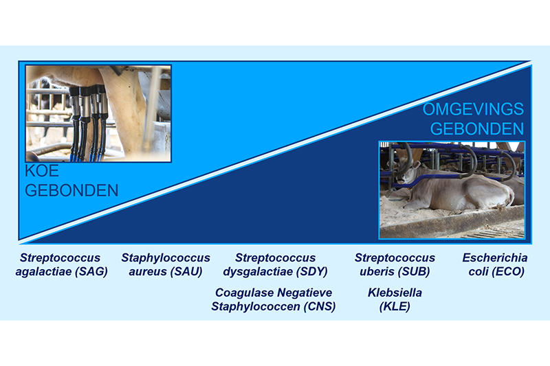 Figuur 1. Types kiemen_800x533.png