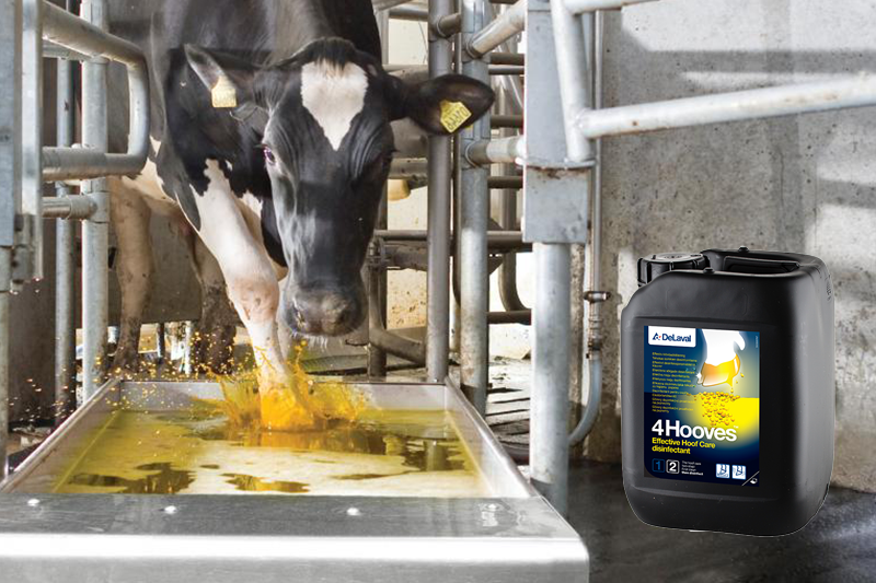 Koe door voetbad met DeLaval 4Hooves