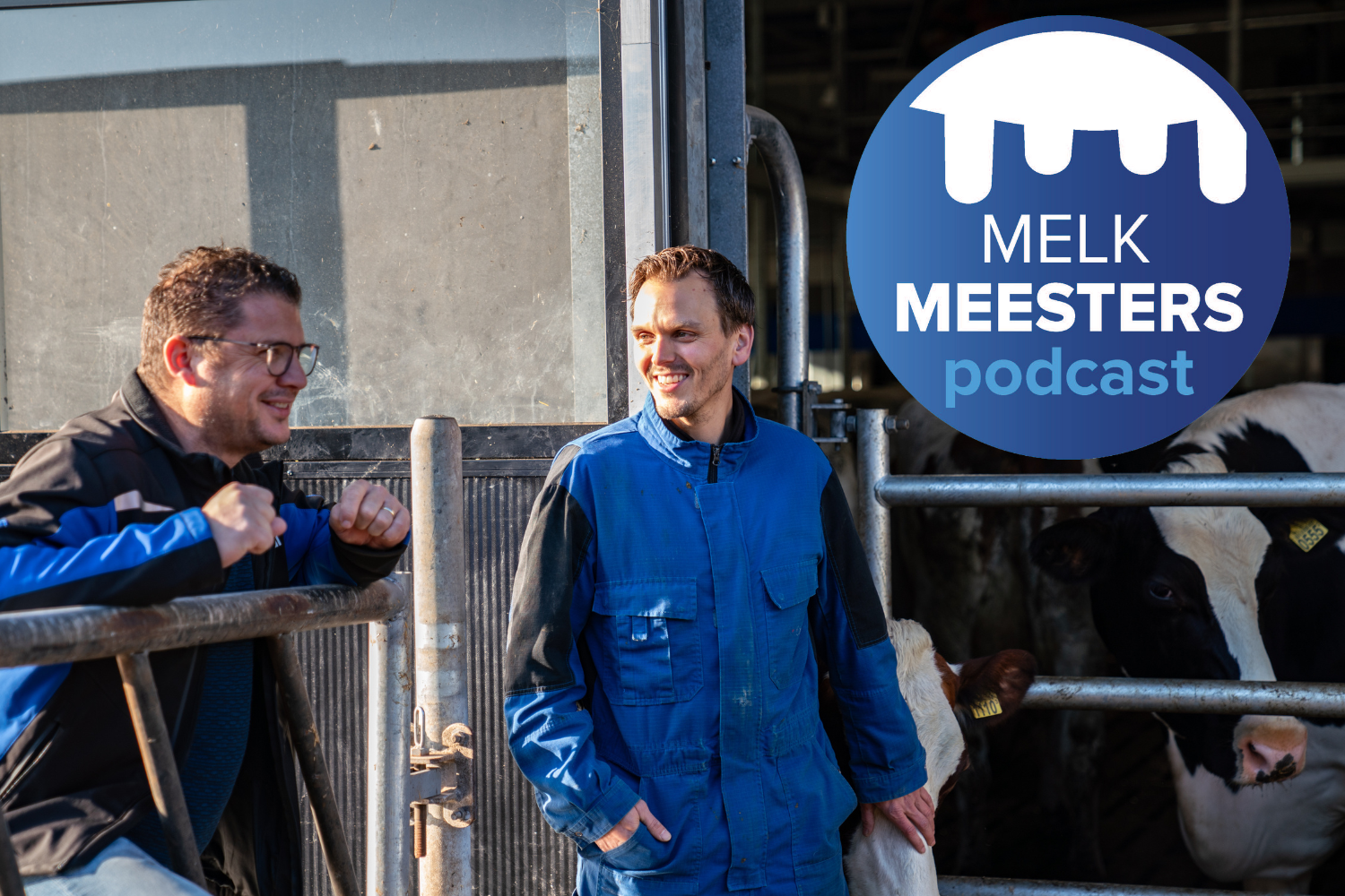 Melkveehouder Loonen met vertegenwoordiger bij het Batch Milking wachtruimte met koeien