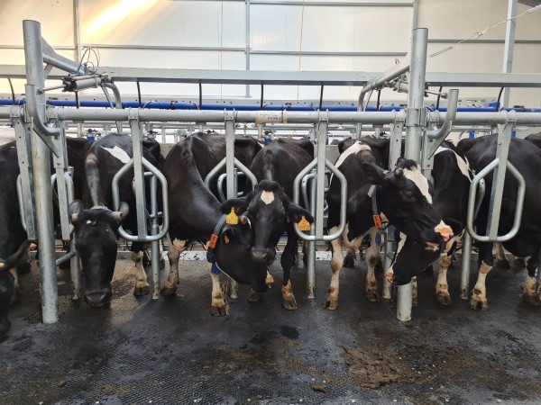 krowy w hali Macio.jpg