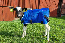 Black and white calf with the new blue calf coat standing on green grass in front of a red barn