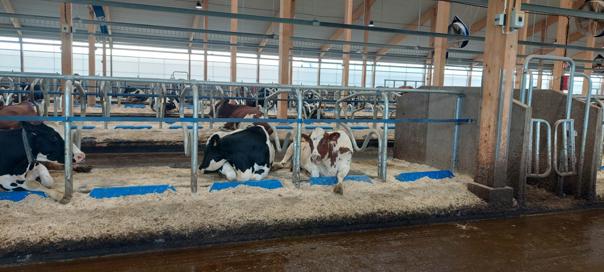 DeLaval parren etueste BB100 & BB120