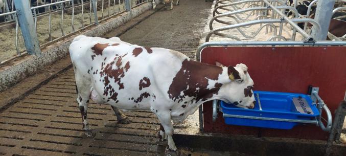 Plastikinė pakreipiama girdykla PT75