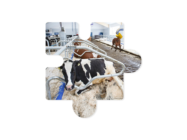 pieza Campaña Postventa 2023 Bienestar Animal pieza Campaña Postventa 2023 Bienestar Animal