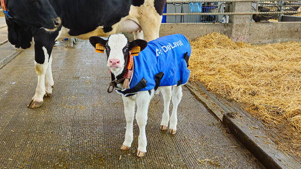 Campaña Blue Weeks delaval con abrigo de terneras