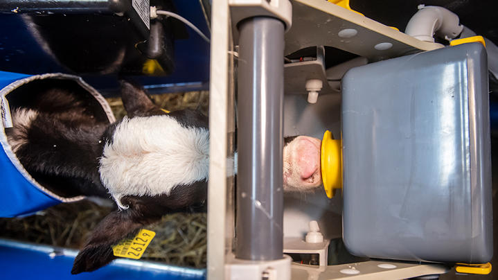 Campaña Nodriza con cepillo para terneras DeLaval 2024 Campaña Nodriza con cepillo para terneras DeLaval 2024