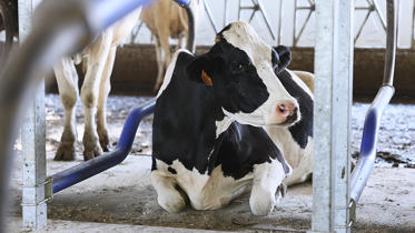 Vaca sobre cama DeLaval para la campaña de otoño de bienestar animal