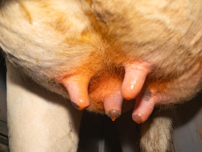 cuidado de la ubre con titan de delaval cuidado de la ubre con titan de delaval