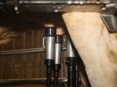 cuidado de la ubre con titan de delaval con robot de ordeño cuidado de la ubre con titan de delaval con robot de ordeño