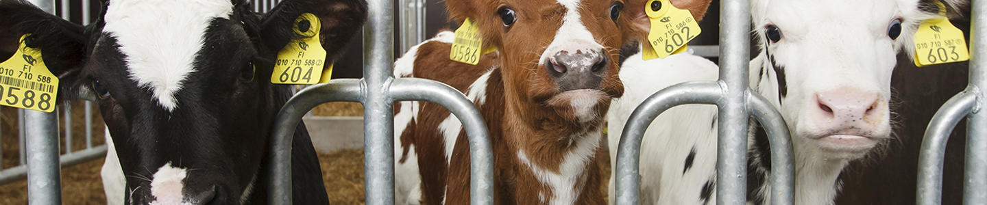 grupo de terneras grupo de terneras