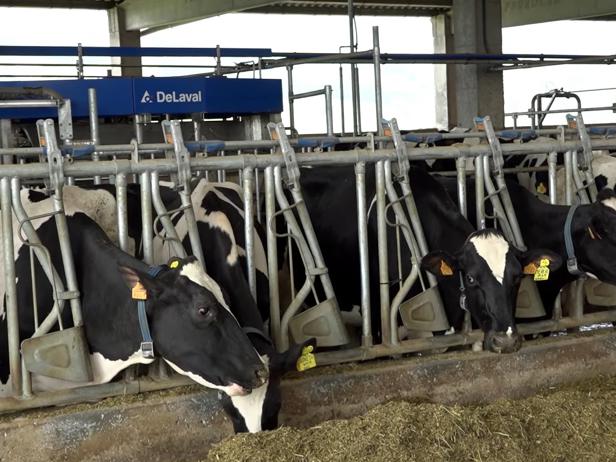 ganaderos delaval granja bourio vacas ganaderos delaval granja bourio vacas