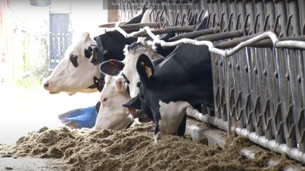 ganaderos delaval granja campos vacas