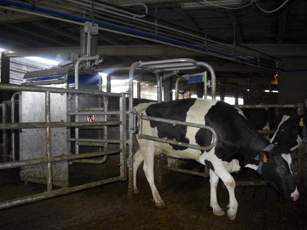 ganaderos delaval granja campos robot de ordeño