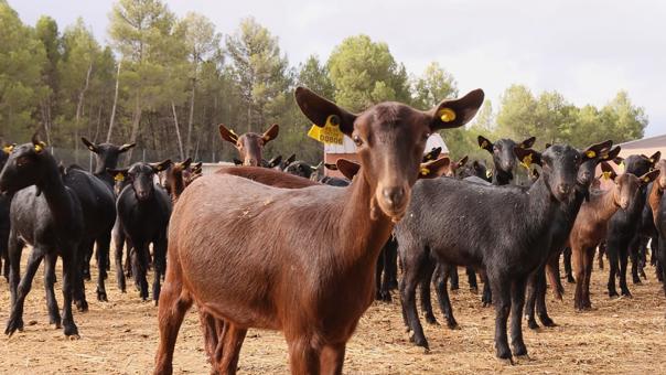 ganaderos delaval granja cantero de letur cabras ganaderos delaval granja cantero de letur cabras