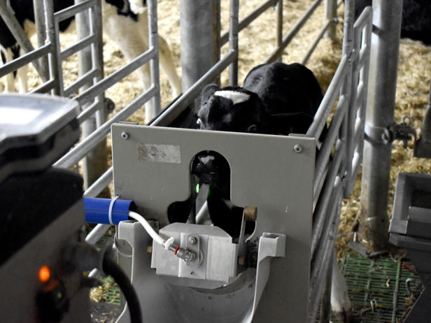 ganaderos delaval granja carbajales nodriza ganaderos delaval granja carbajales nodriza