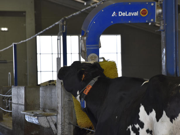 ganaderos delaval granja casa mario cepillo