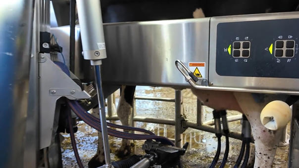 ganaderos delaval granja casa mario robot de ordeño