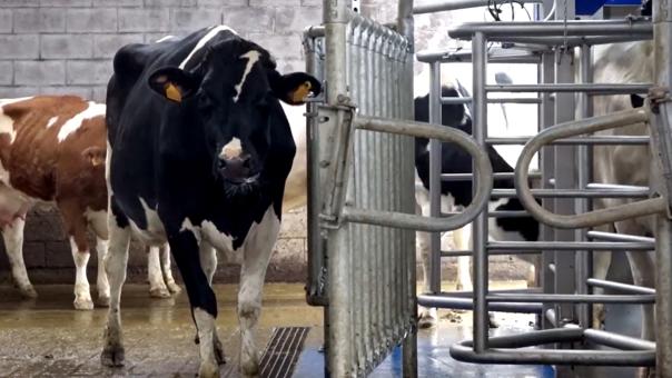 ganaderos delaval granja casa marroco vacas ganaderos delaval granja casa marroco vacas