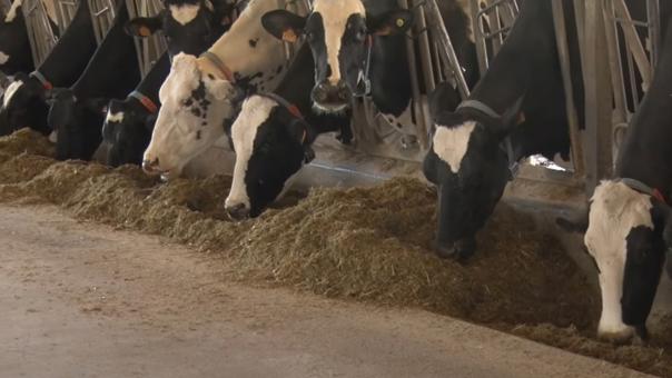 ganaderos delaval granja casa polo vacas ganaderos delaval granja casa polo vacas