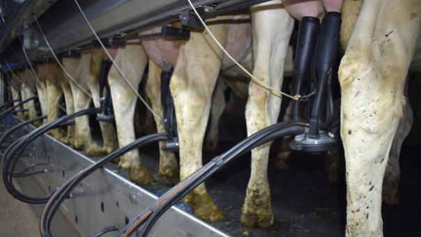 ganaderos delaval granja couquiño sala de ordeño ganaderos delaval granja couquiño sala de ordeño