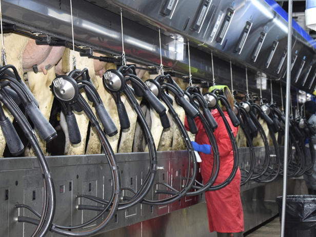 ganaderos delaval granja couquiño sala de ordeño ganaderos delaval granja couquiño sala de ordeño