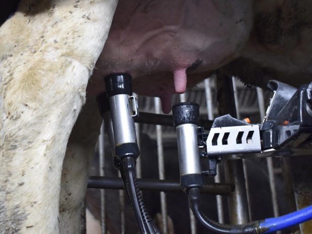 ganaderos delaval granja ferreiro rial robot de ordeño ganaderos delaval granja ferreiro rial robot de ordeño