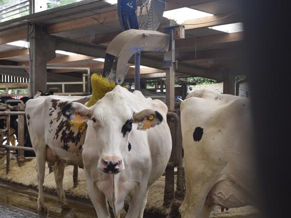 ganaderos delaval granja finca la asunción 