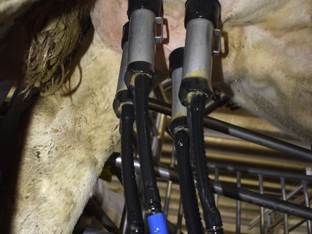 ganaderos delaval granja ganadería cabo robot de ordeño ganaderos delaval granja ganadería cabo robot de ordeño