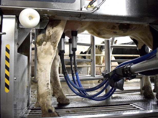 ganaderos DeLaval ganadería estanqueiro con robot de ordeño VMS ganaderos DeLaval ganadería estanqueiro con robot de ordeño VMS